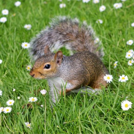 Daisy Squirrel
