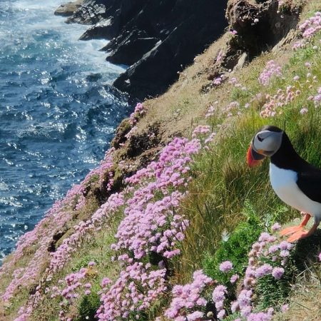 Sea Thrift Puffin Shetland