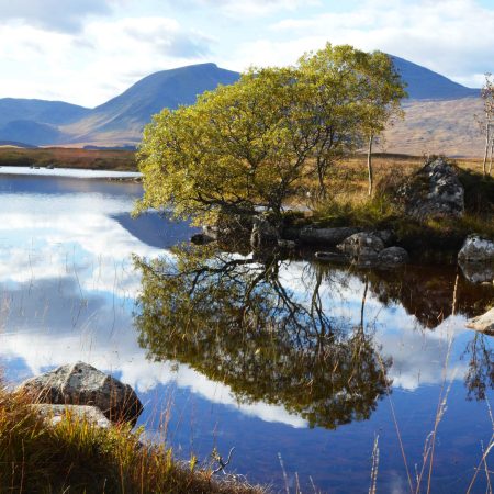 The Tree in The Loch